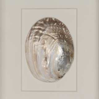 Abalone & Pearl Shell Shadow Box Wall Art Home Decor Set of 2