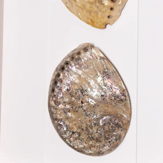 Abalone & Pearl Shell Shadow Box Wall Art Home Decor Set of 2