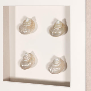 Handmade Pearlescent Sea Shell Shadow Box Wall Decor Wall Art Set of 2