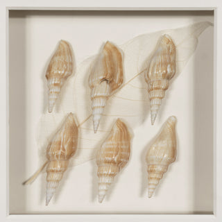 Handmade Sea Shell Shadow Box Wall Décor Set of 2