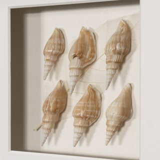 Handmade Sea Shell Shadow Box Wall Décor Set of 2