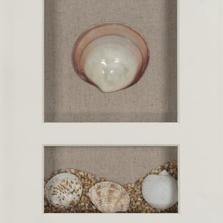 Sea Shell Beach Shadow Box Wall Décor Set of 2