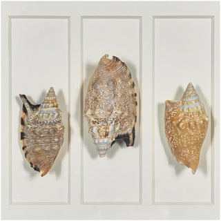 Sea Shell Shadow Box Wall Art Decor Set of 2