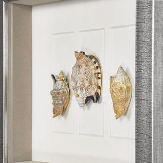 Sea Shell Shadow Box Wall Art Decor Set of 2