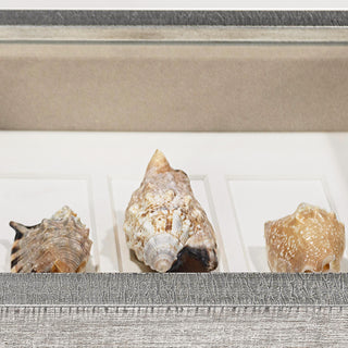 Sea Shell Shadow Box Wall Art Decor Set of 2