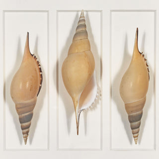 Sea Shell Shadow Box Wall Art Decor Set of 2