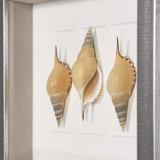 Sea Shell Shadow Box Wall Art Decor Set of 2