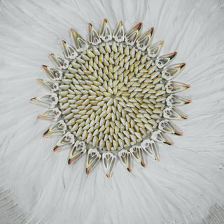 Feather Shell Wreath Shadow Box Wall Decor